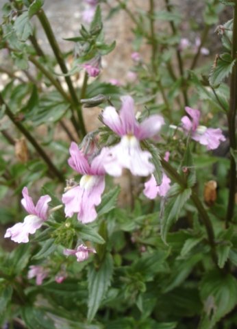 Nemesia denticulata leaves